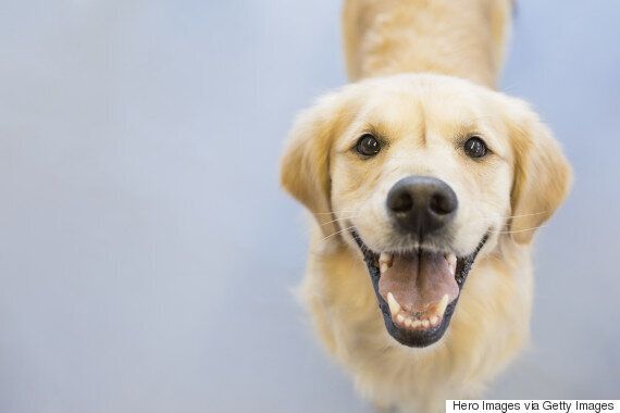 좋아하는 동물을 위해 찬양 시를 쓴 시인이 있다