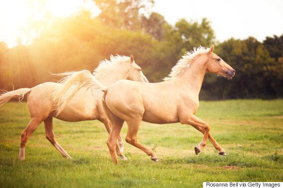 좋아하는 동물을 위해 찬양 시를 쓴 시인이 있다