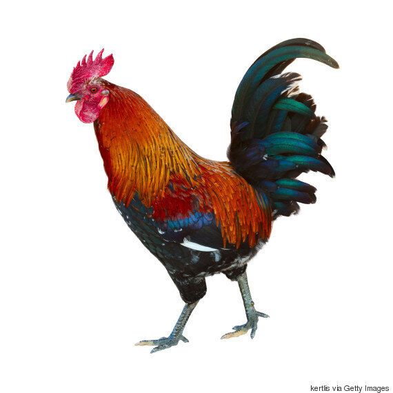 좋아하는 동물을 위해 찬양 시를 쓴 시인이 있다