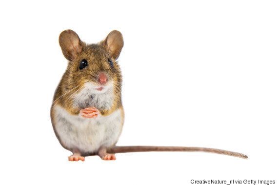 이솝우화를 삐딱하게 읽어보면 새로운 깨달음을 얻을 수 있다