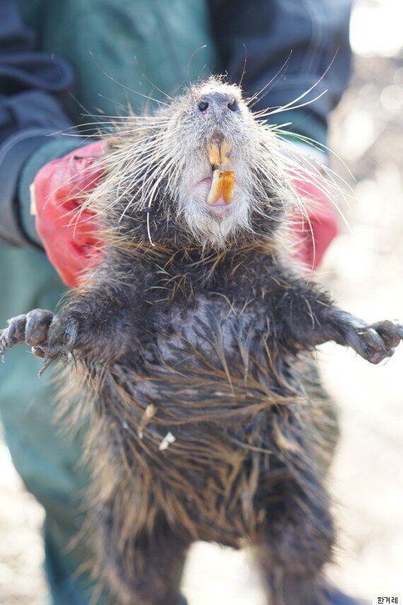 사상 최대 위기를 맞은 '웅담' 뉴트리아 만났다
