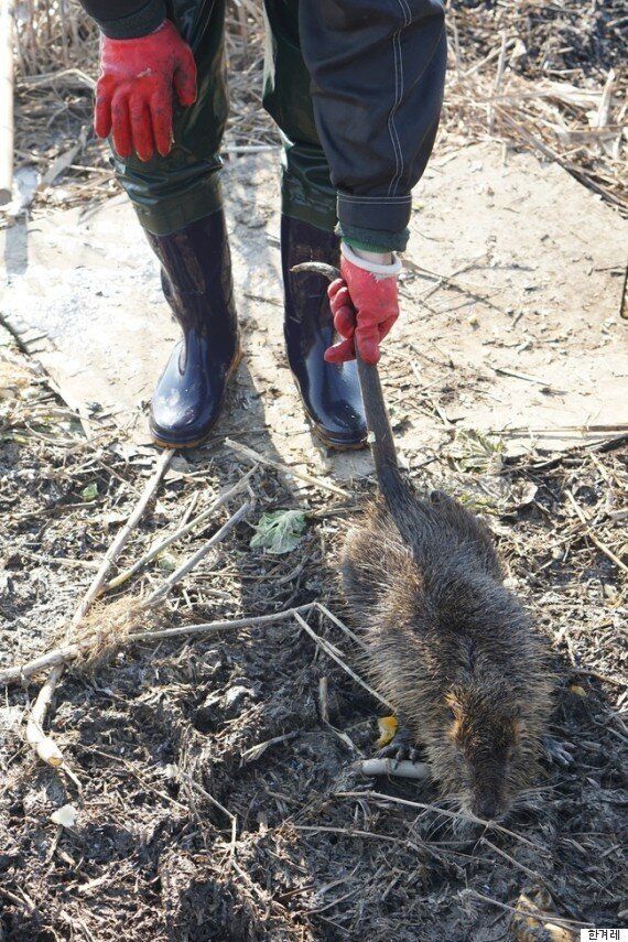 사상 최대 위기를 맞은 '웅담' 뉴트리아 만났다