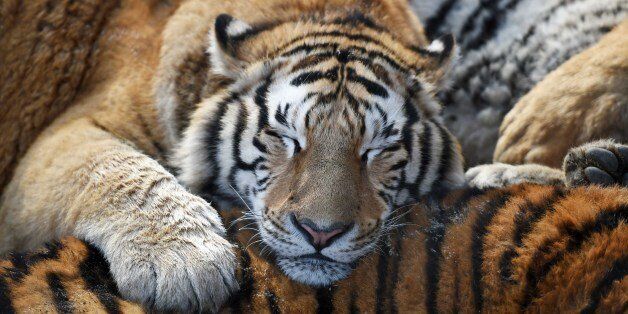 HARBIN, Feb. 10, 2017:  Siberian tigers rest at a Siberian tiger park in Harbin, capital of northeast China's Heilongjiang Province, Feb. 10, 2017. Siberian tigers here have gained more weight than they are in summer due to increased food supply.   (Xinhua/Wang Jianwei via Getty Images)