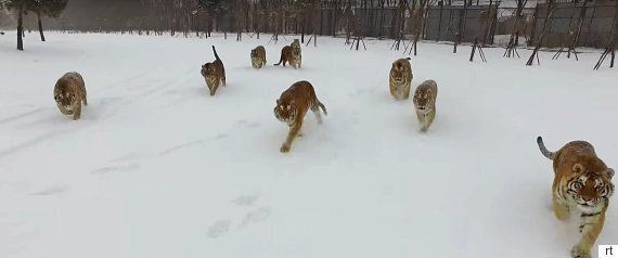 '드론을 쫓는 호랑이떼' 영상의 뒷이야기는 보이는 것만큼 귀엽지 않다