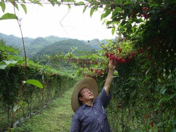 서민의 술, 소주는 괜찮은 술일까?