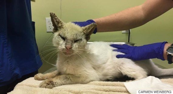 질병으로 두 눈을 못 뜨던 고양이에게 생긴 아름다운 일