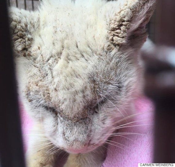 질병으로 두 눈을 못 뜨던 고양이에게 생긴 아름다운 일