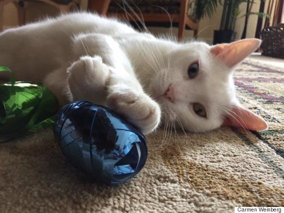 질병으로 두 눈을 못 뜨던 고양이에게 생긴 아름다운 일