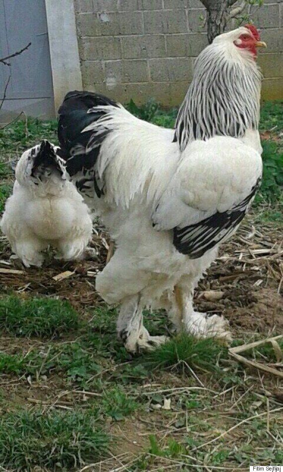 엄청나게 거대한 수탉이 인터넷을 폭파하다(영상)