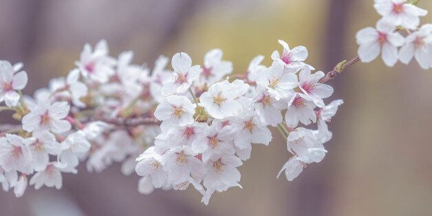 cherry blossom, spring background