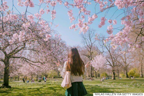 내 생애 최고의 벚꽃 피크닉을 즐기는 5가지 방법