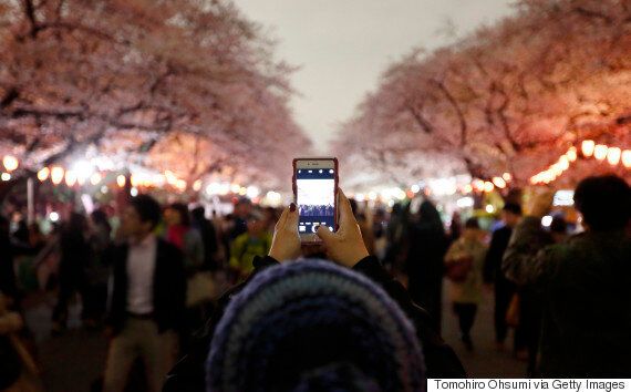 내 생애 최고의 벚꽃 피크닉을 즐기는 5가지 방법