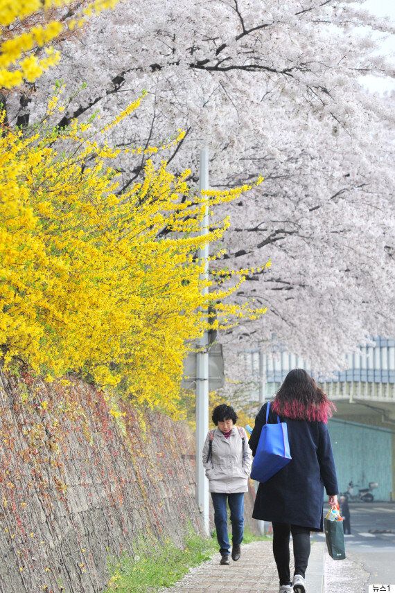 개나리와 벚꽃이 동시에 피는 '봄꽃 대혼란'의 배경