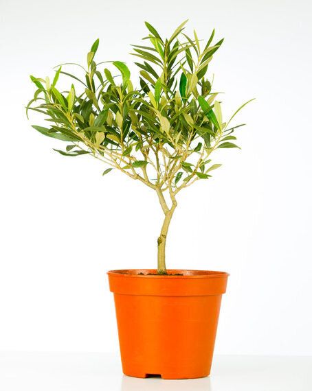 올리브 나무, 집에서 잘 기르면 이런 것들도 가능하다