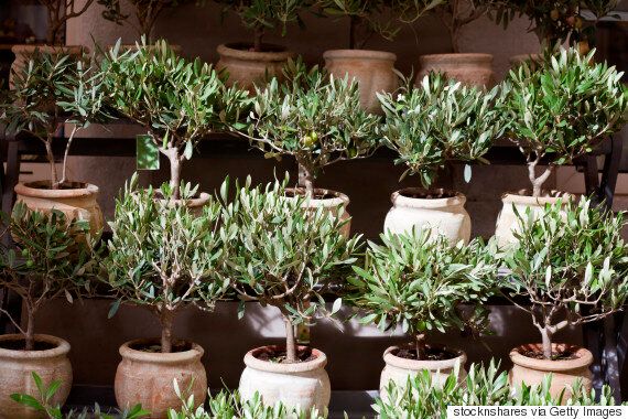 올리브 나무, 집에서 잘 기르면 이런 것들도 가능하다