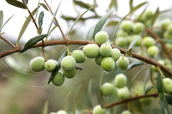 올리브 나무, 집에서 잘 기르면 이런 것들도 가능하다