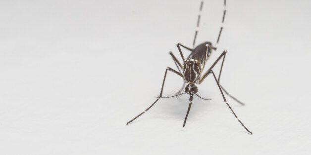 A Macro photo of a MosquitoA Macro photo of a Mosquito