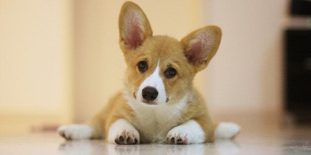 Corgi puppy with a curious expression