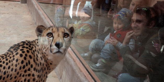 Visitors look at a cheetah, in a private zoo called