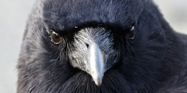Portrait of an adult crow