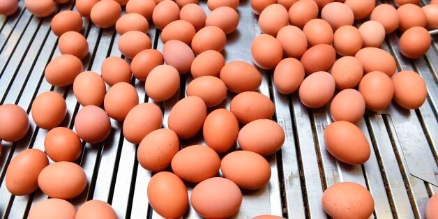 A picture taken in a the poultry farm in Hesbaye region near Namur on August 12, 2017 shows eggs being packed.A scandal involving eggs contaminated with insecticide spread to 15 EU countries, Switzerland and as far away as Hong Kong as the European Commission called for a special meeting on the growing crisis. / AFP PHOTO / JOHN THYS        (Photo credit should read JOHN THYS/AFP/Getty Images)