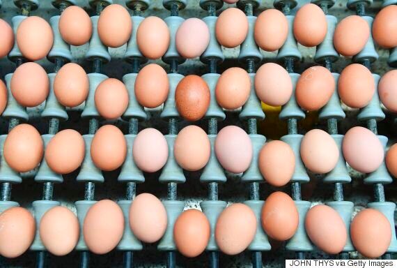 '살충제 계란' 파동에 대한 Q&A 6가지'살충제 계란' 파동에 대한 6가지 이야기