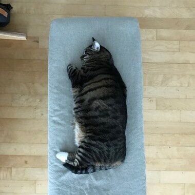 모험가 고양이의 가출