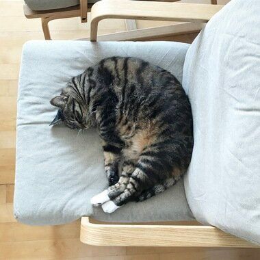 모험가 고양이의 가출