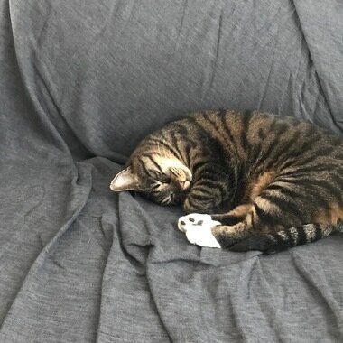 모험가 고양이의 가출