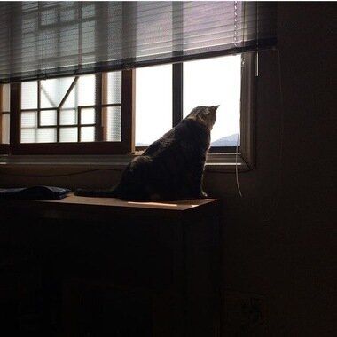 모험가 고양이의 가출