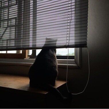 모험가 고양이의 가출