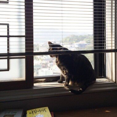 모험가 고양이의 가출