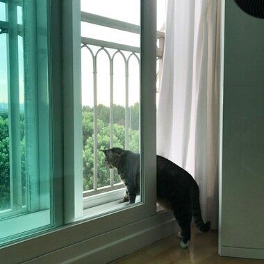 모험가 고양이의 가출