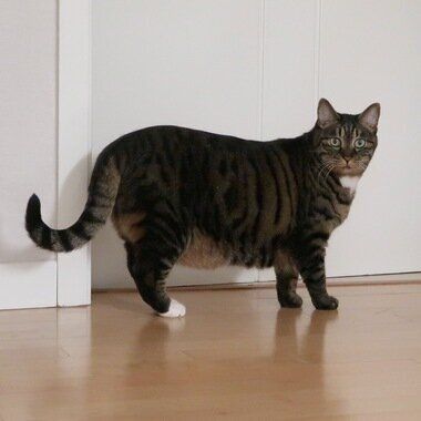 모험가 고양이의 가출