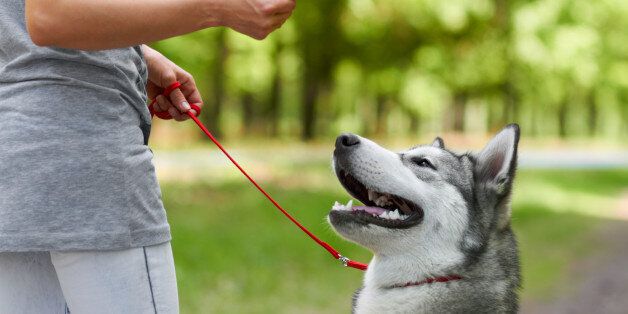Cropped shot of a husky being trained by his owner in the parkhttp://195.154.178.81/DATA/shoots/ic_781592.jpg