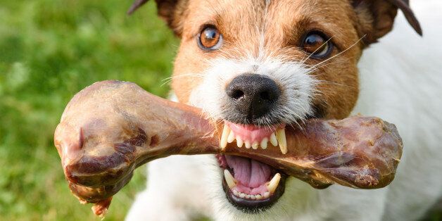 Dog demonstrating teeth and fangs