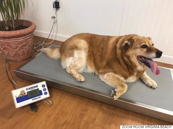 몸무게 37kg인 비만 강아지가 다이어트에 성공했다