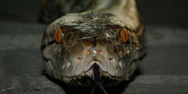 Reticulated python (Python reticulatus), front view, head detail. It looks its crawling towards the viewer.