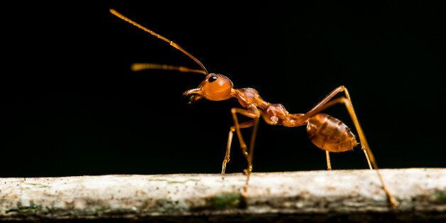macro red ant