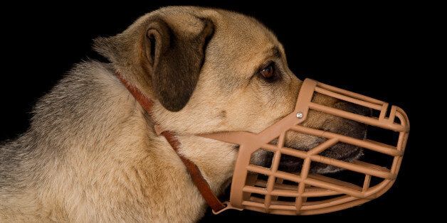 Profile of a crossbreed dog wearing a plastic basket dog muzzle.