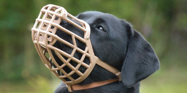 A muzzled dog prevents the animal from biting, but in this case prevents the labrador from eating unwanted items.