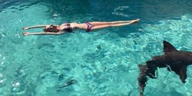 비공격적인 종으로 알려진 수염상어 옆에서 수영을 즐기는 신부