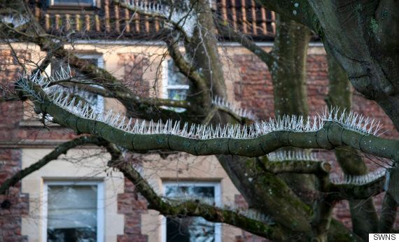 새가 앉지 못하게 나뭇가지에 쇠못을 박은 부촌 주민들