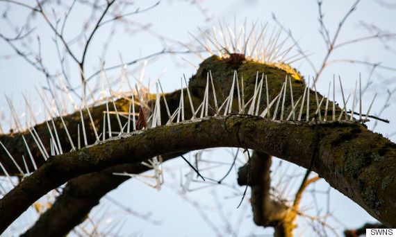 새가 앉지 못하게 나뭇가지에 쇠못을 박은 부촌 주민들