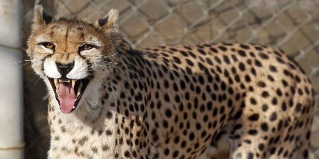 A female Asiatic Cheetah named 'Dalbar' snarls in an enclosure at the Pardisan Park in  Tehran on October 10, 2017.Iranian environmentalists have mobilised to protect the world's last Asiatic cheetahs, estimated to number just 50 and faced with the threats of becoming roadkill, a shortage of prey and farmers' dogs.  / AFP PHOTO / ATTA KENARE        (Photo credit should read ATTA KENARE/AFP/Getty Images)