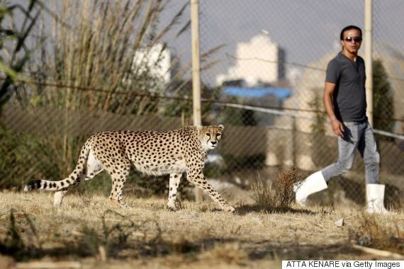 전세계에 50마리도 남지 않은 아시아치타의 멸종이 다가온다