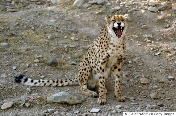 전세계에 50마리도 남지 않은 아시아치타의 멸종이 다가온다