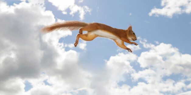 Red squirrel against sky in mid-air after jump, Bispgarden, Jamtland, Sweden
