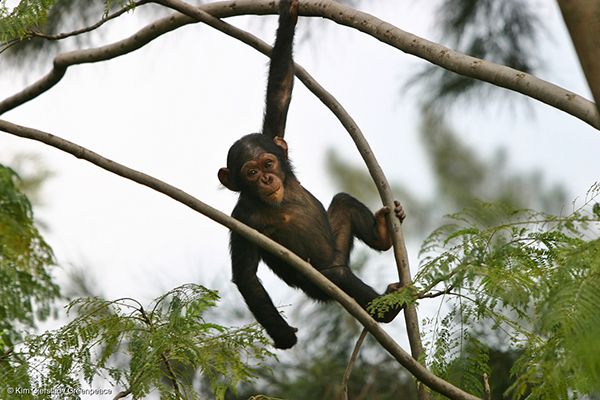 아프리카 3대 대형 유인원 중 하나인 침팬지는 밀렵과 서식지 감소로 멸종 위기에 처해 있다.