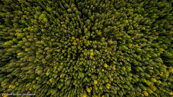 스웨덴 북반구 침엽수림 지대에 나무가 빼곡하게 들어서 있다.